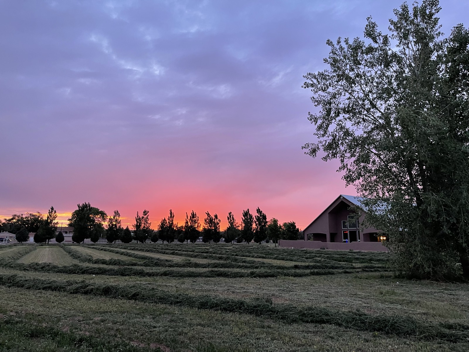 Fresh-cut alfalfa windrows at sunset with the house and cottonwood, before the vineyard was planted