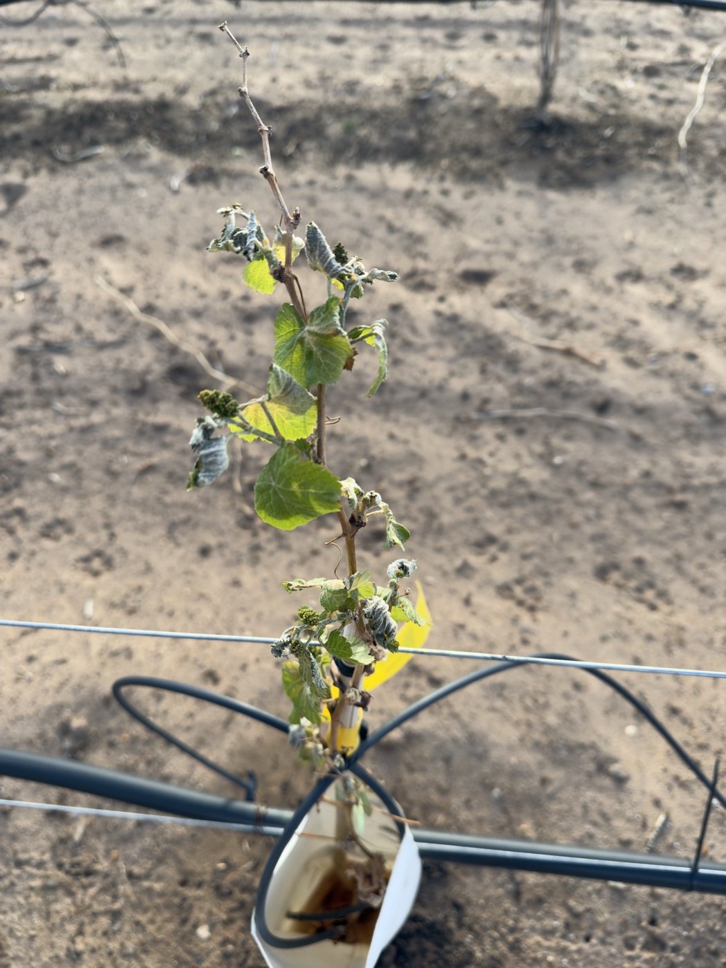 A frost-killed shoot tip on a young vine, leaves curled and grey