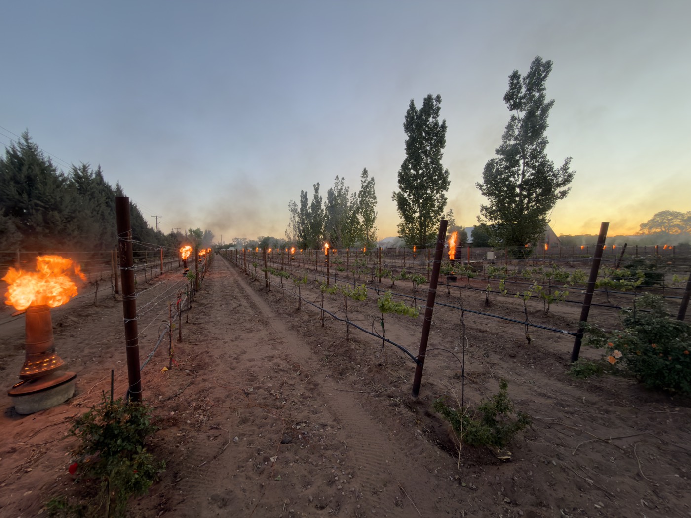 A smudge pot flaring beside a line of burning pots down the young rows at dawn