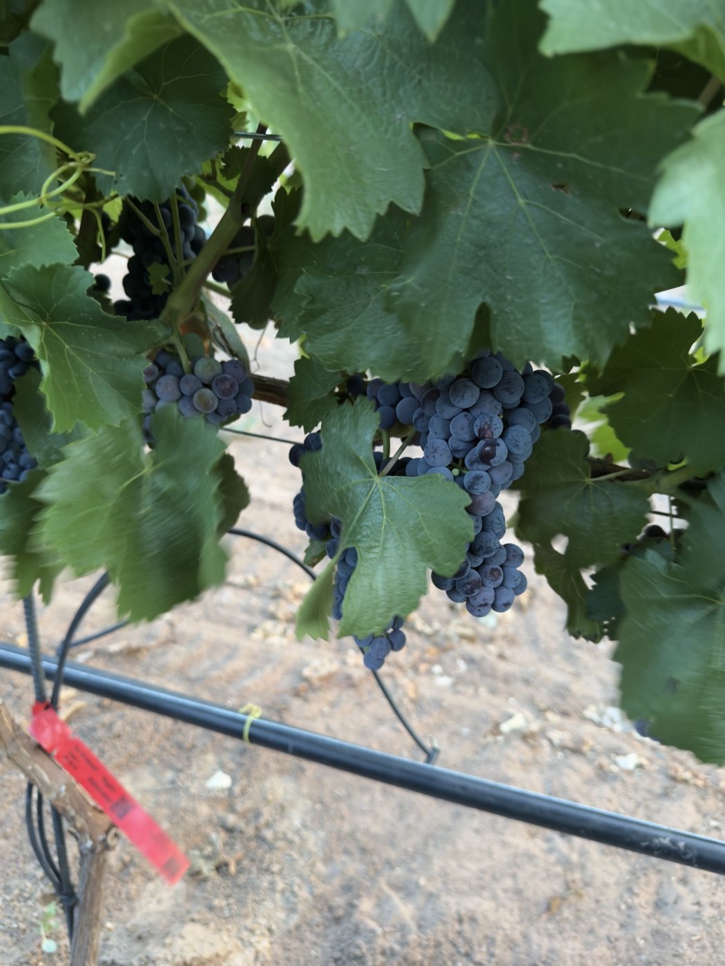 Clusters of dark grapes hanging through the canopy