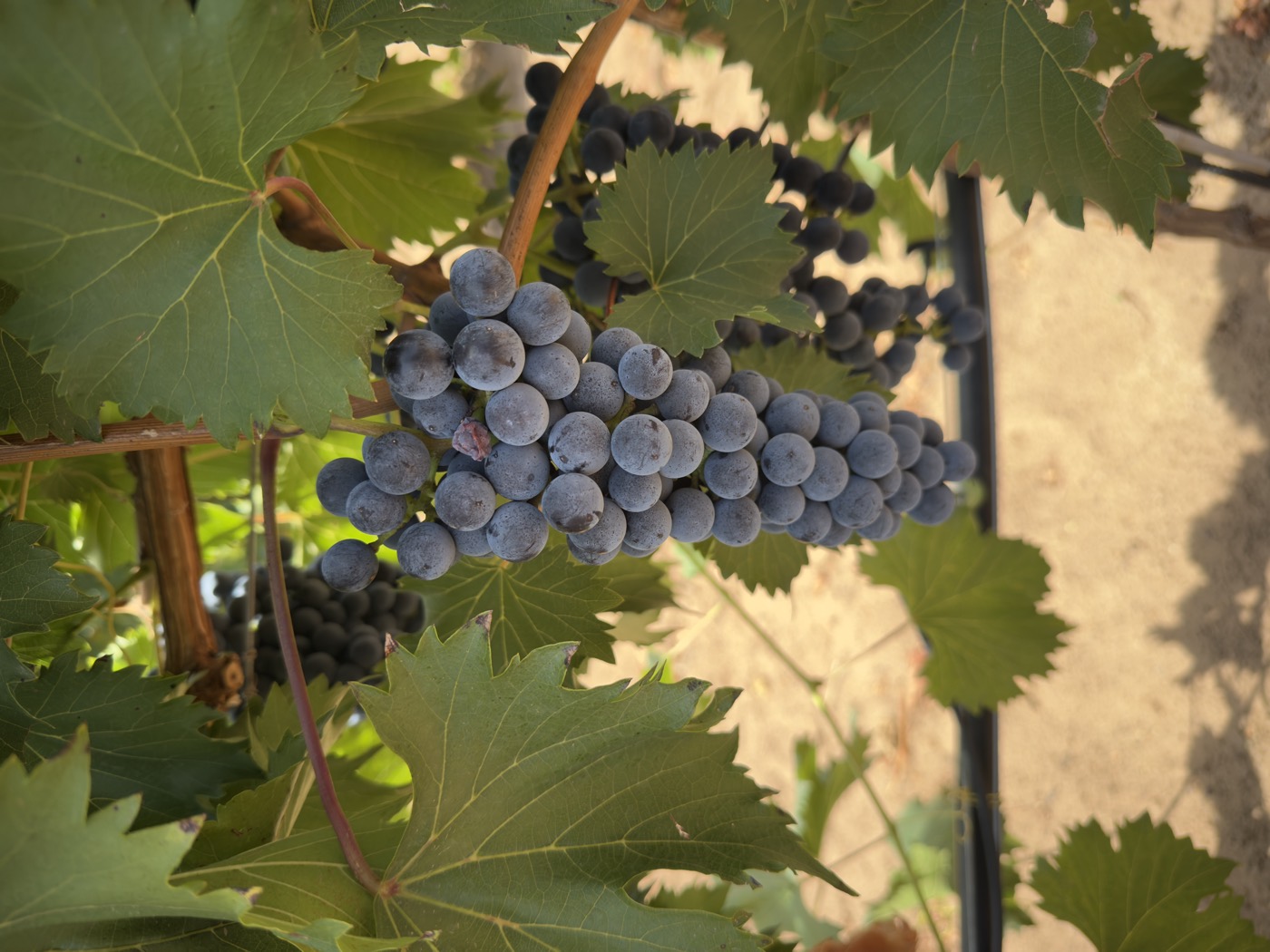 A ripe dark grape cluster hanging in the canopy