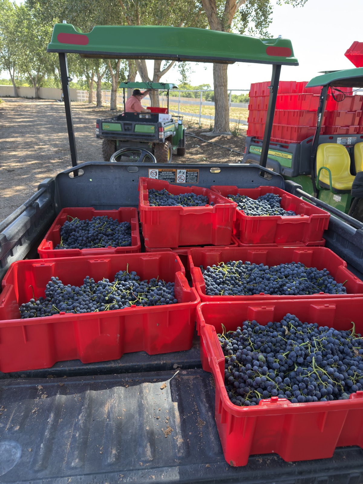 Harvest bins full of dark grapes in the truck bed