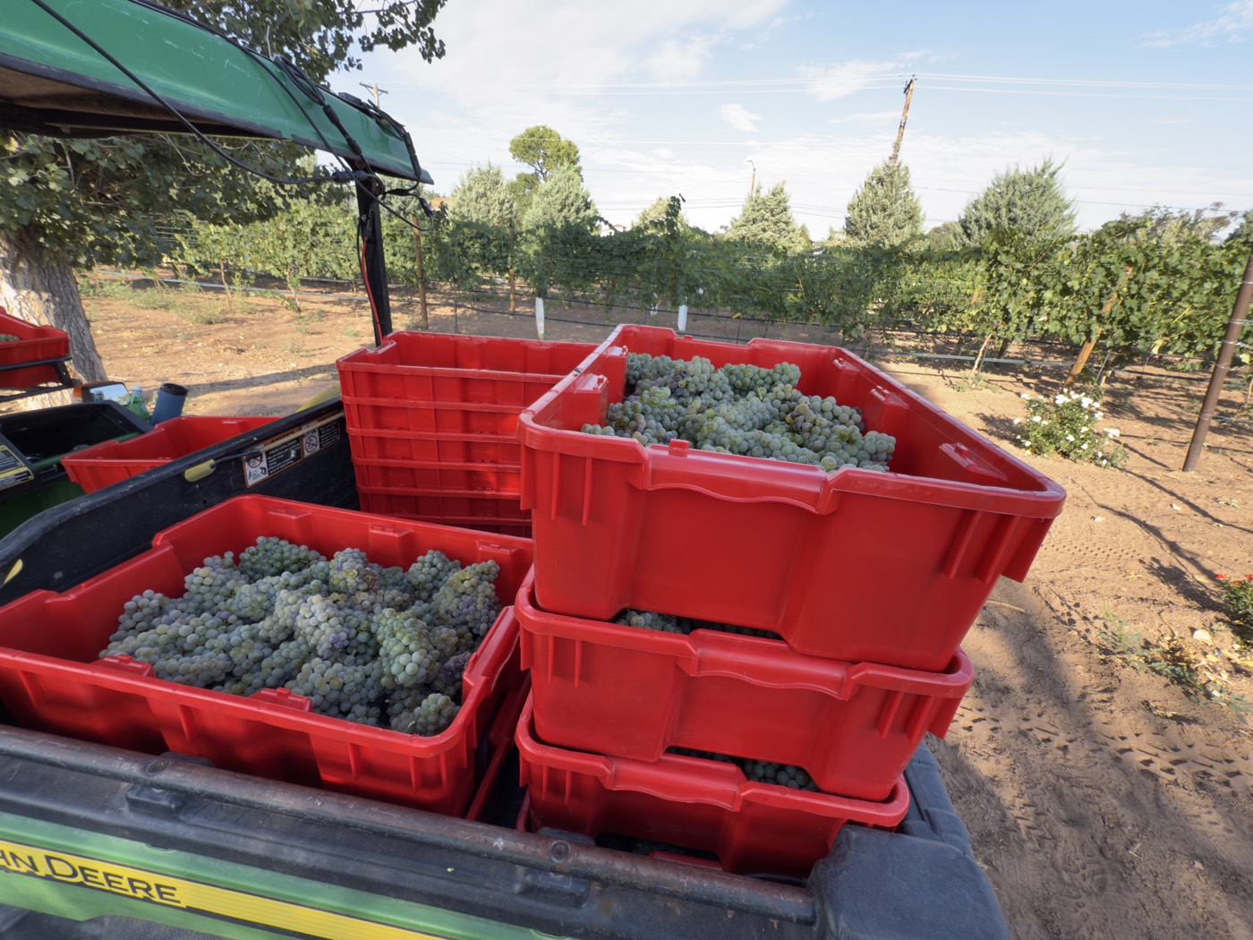 Crates of freshly picked grapes stacked in the Gator bed