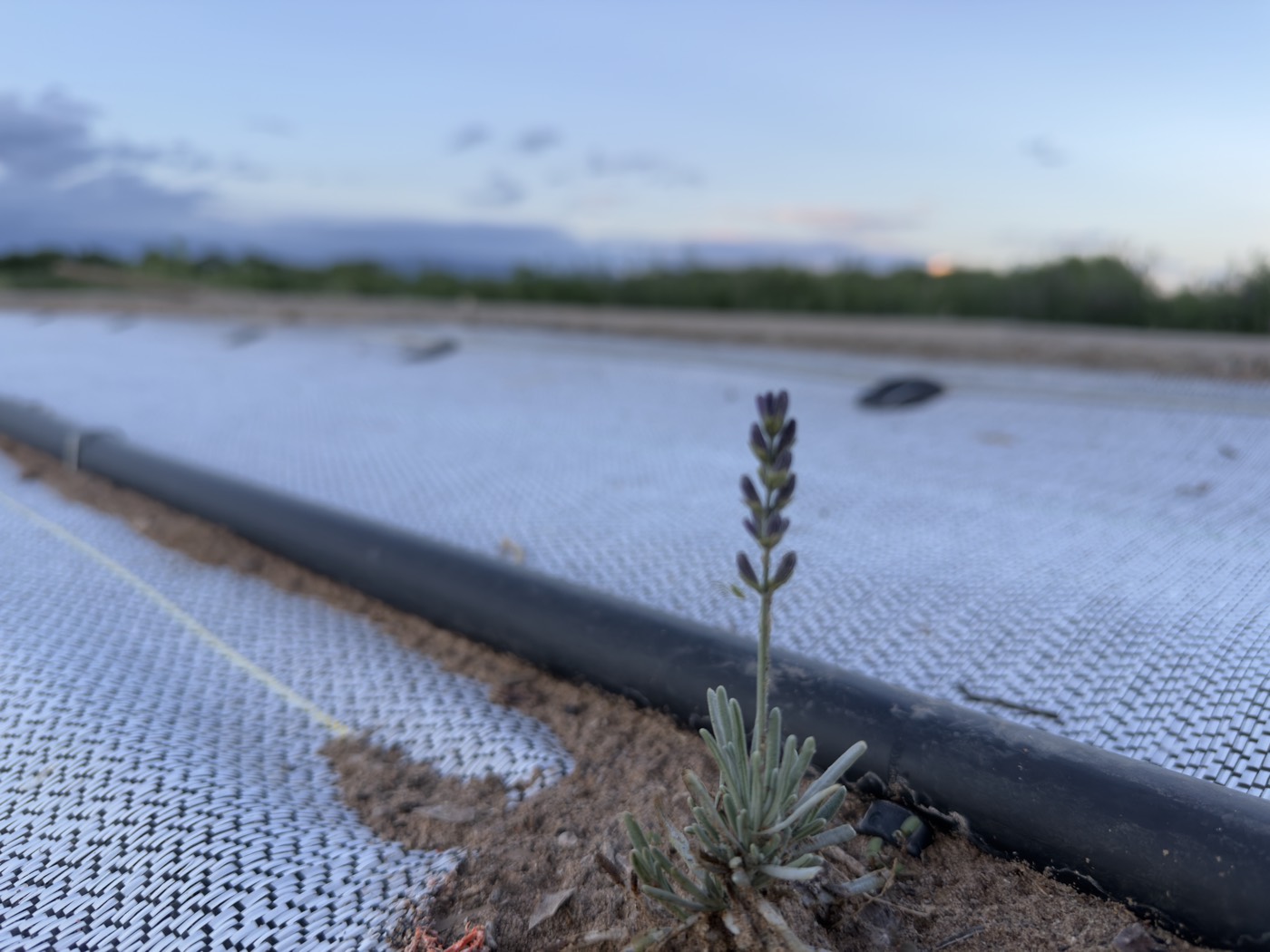 A single first lavender bloom rising from a young plant