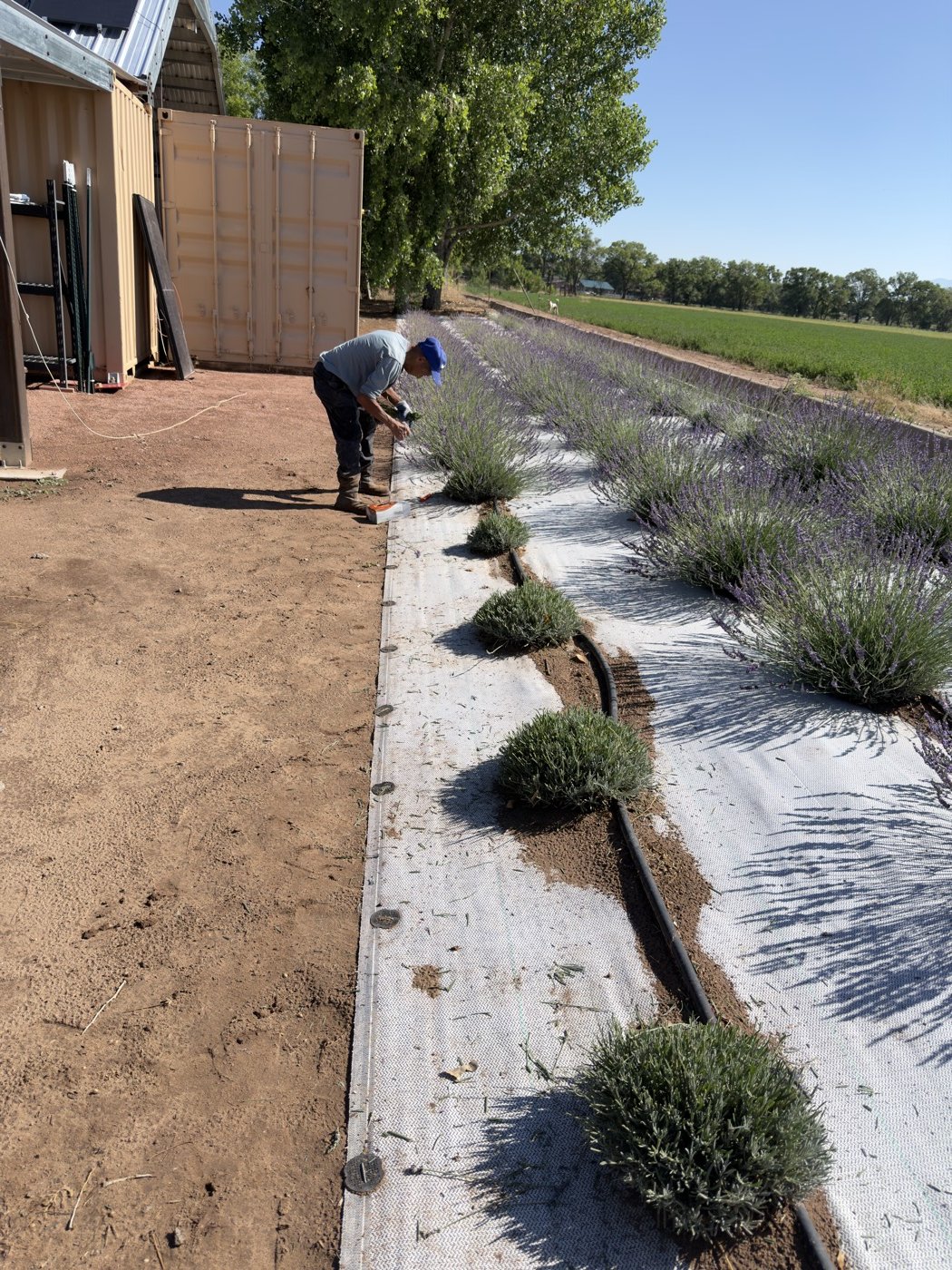 Lavender rows in full purple bloom with the alfalfa field beyond