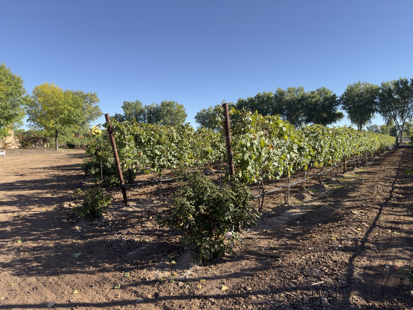 Vine rows with rose bushes planted at the row ends