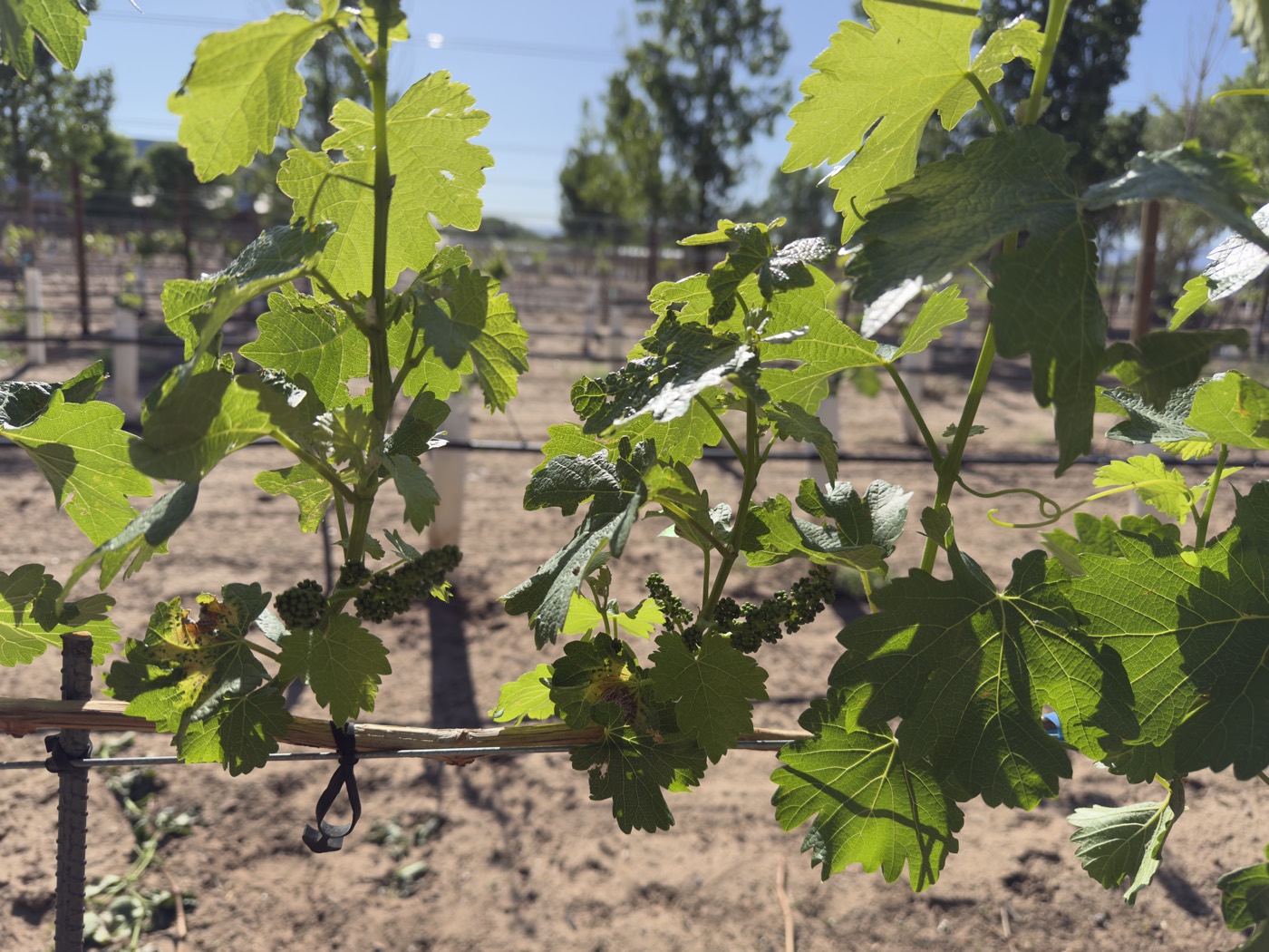 New green shoots emerging on young vines in spring