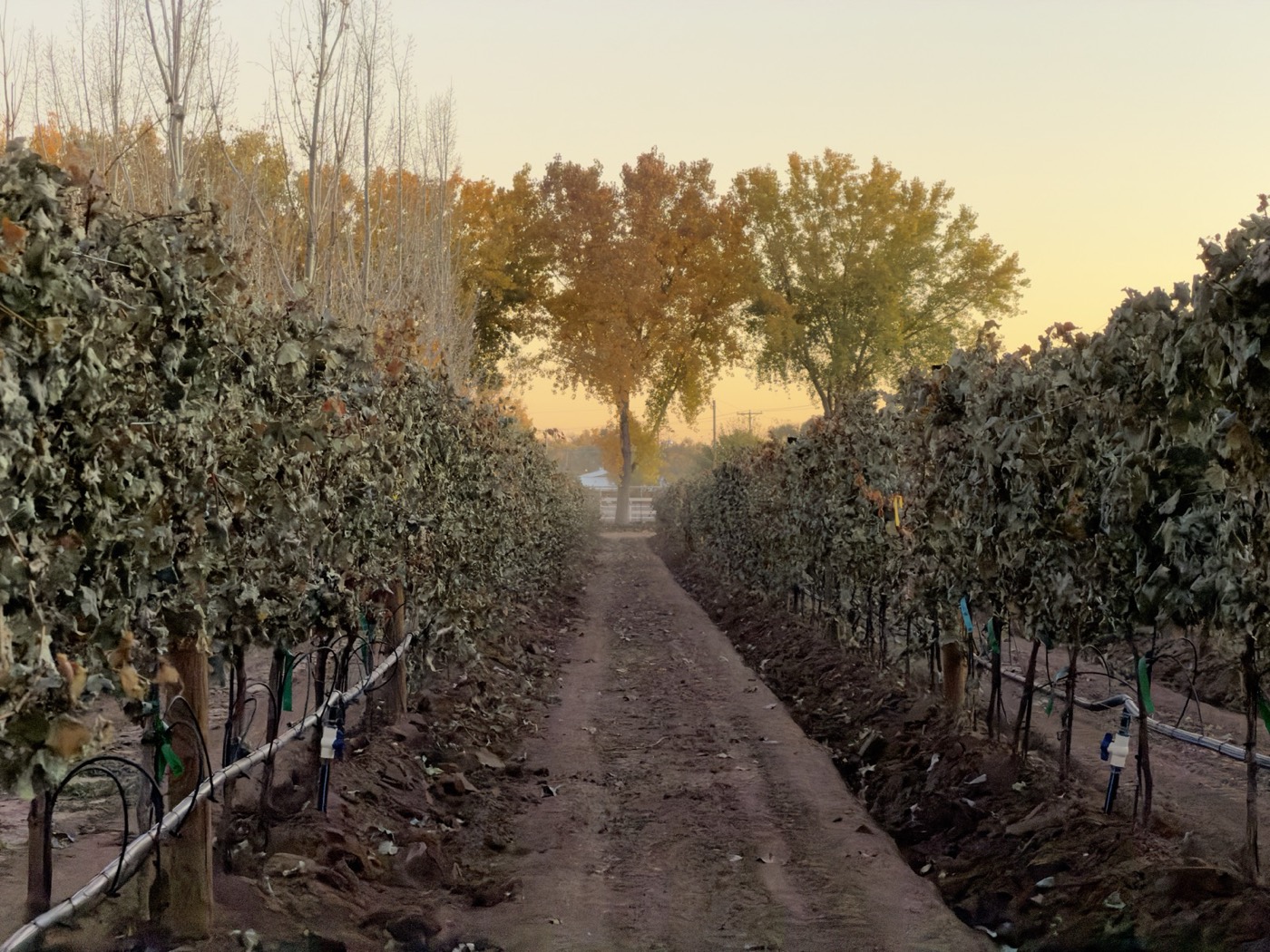 Autumn color in the vine rows at Pajarito Vineyards