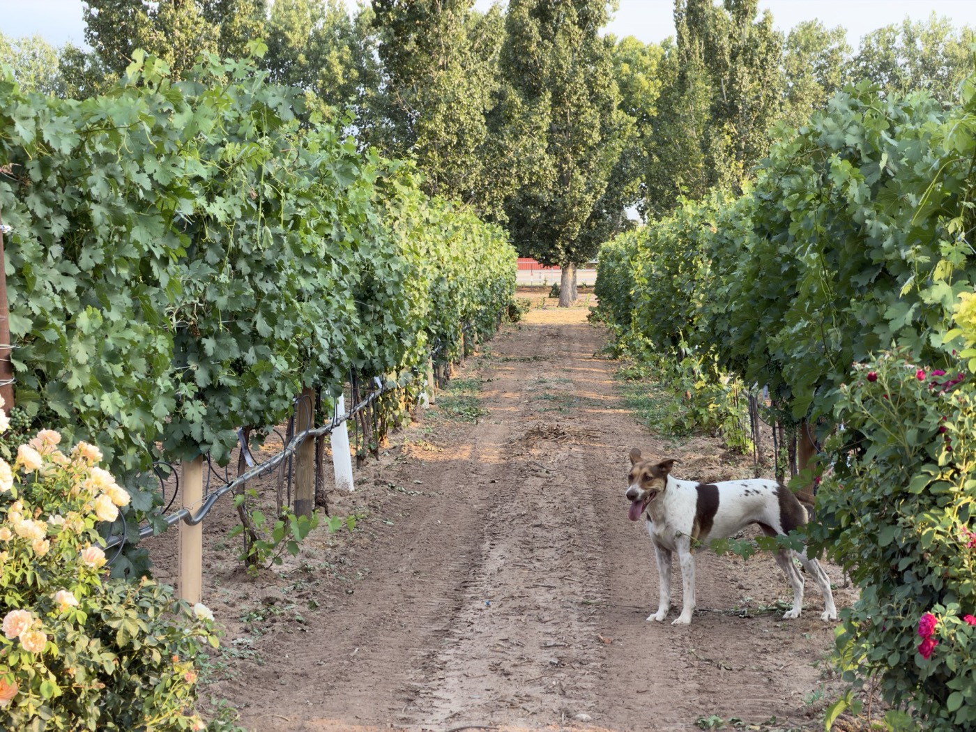 The vineyard dog standing in a row of vines