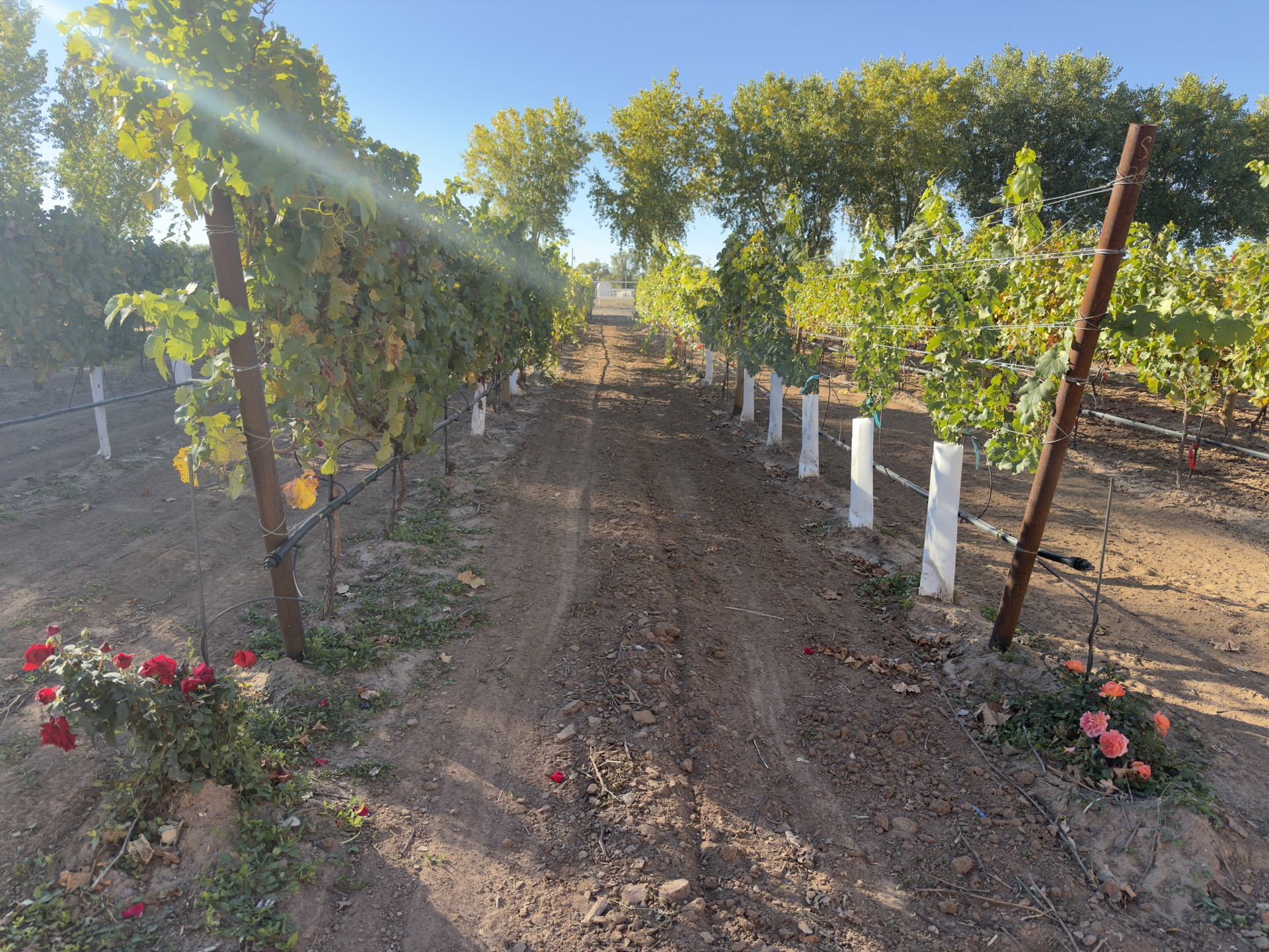 Morning light down a vine row at Pajarito Vineyards