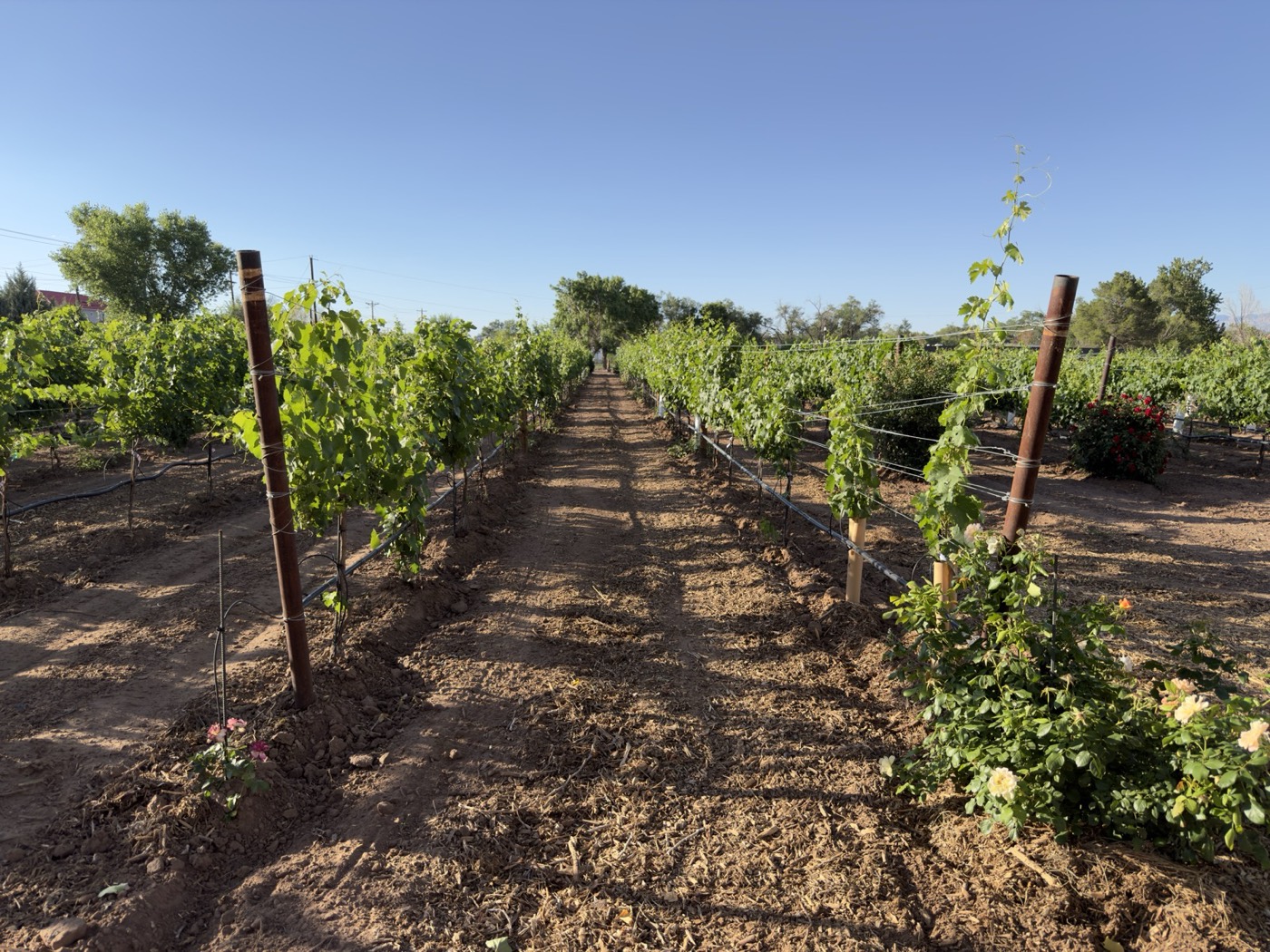 Summer canopy down a vine row