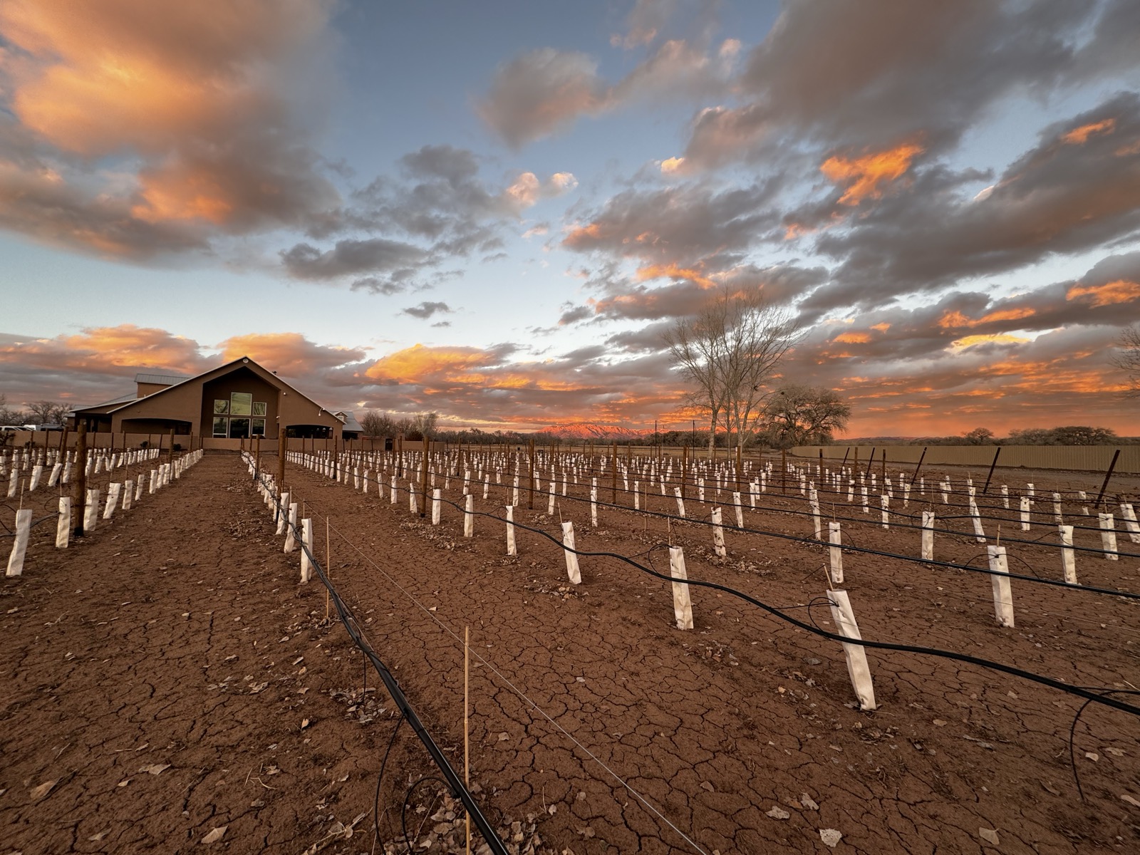 The farmhouse among young vine rows under a sunset sky, Sandia Mountains on the horizon
